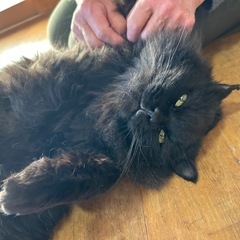 ブラッシング大好きモジャモジャくん