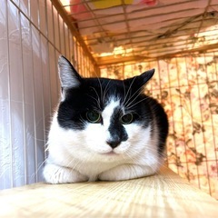 人馴れ修行中の美男子