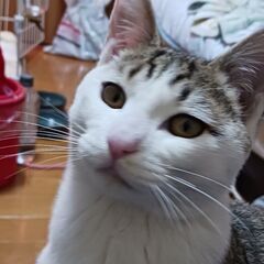 可愛い子猫の里親 - 東近江市