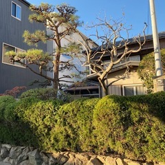 お庭の剪定　お任せください！