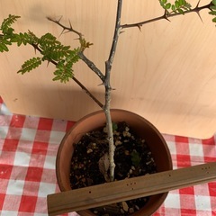 山の山椒の苗木★3才くらいの画像