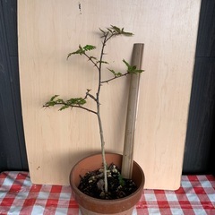 山の山椒の苗木★3才くらいの画像