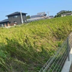 【草刈り•剪定•伐採】最短即日承ります🌲🪚