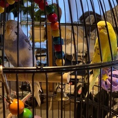 仲良しインコ②