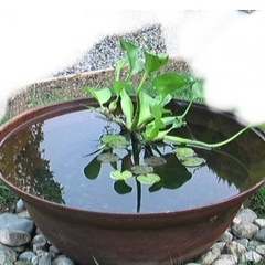 旧家蔵初荷 鉄製大鍋 大釜 鉄釜 大鍋 鉄鍋 特大鍋 かまど 竈 釜戸