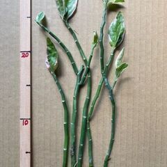 大銀竜（観葉植物）別名：ペディランサス 苗木5本
