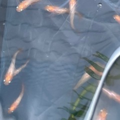 プラチナボタンメダカ　10匹＋2匹おまけ