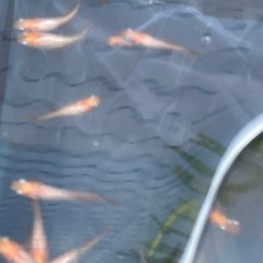 プラチナボタンメダカ　10匹＋2匹おまけの画像