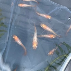 プラチナボタンメダカ　10匹＋2匹おまけの画像