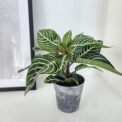 観葉植物　ダニア
