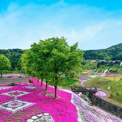 いたくら芝桜まつり2025キッチンカー出店者募集 - 地域/お祭り