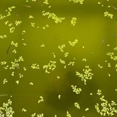 越冬した元気な黒めだか