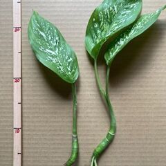 観葉植物　ディフェンバキア　苗木　大小2本