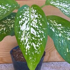 観葉植物　ディフェンバキア　苗木　大小2本の画像
