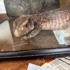 サバンナモニター