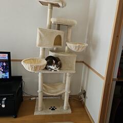 猫　キャットタワー