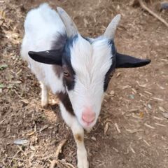 ヤギの里親募集です − 千葉県