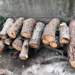 伐採木　　松