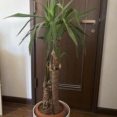 観葉植物　ユッカ　鉢ごと