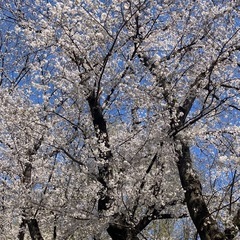 音楽ボランティア募集　やっと🌸が咲きました。