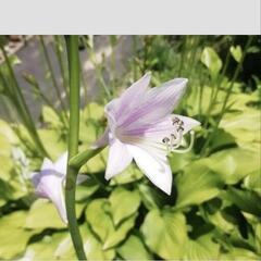 ホスタ(ギボウシ)①の画像