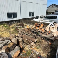 原木でました。
の画像