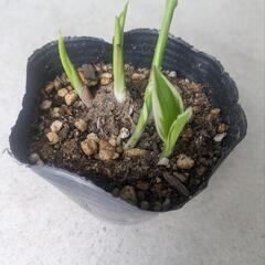 ホスタ(ギボウシ)①の画像