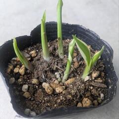 ホスタ(ギボウシ)①の画像