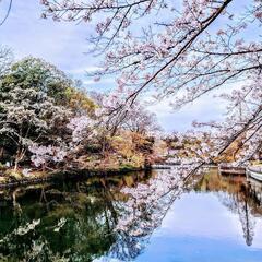 【現在5名】   桜を愛でながらみんな飲んで楽しんでそして未来を...