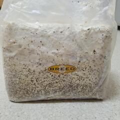 BREED3500ml菌糸ブロック
