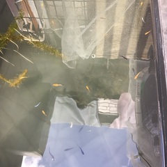 ミックスメダカ　30匹＋αの画像