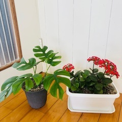 姫モンステラとカランコエ 2鉢セット