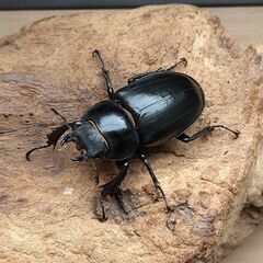 ヨーロッパミヤマクワガタ　ケルブス　2♀