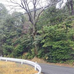 お貸しします　看板設置に最適　T字路突き当りで目立ちますよ！！山林（一部竹林）約９６０㎡ （約300坪）道路沿い  - 岡崎市