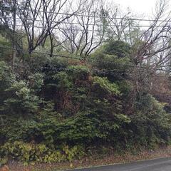 お貸しします　看板設置に最適　T字路突き当りで目立ちますよ！！山林（一部竹林）約９６０㎡ （約300坪）道路沿い  - 土地販売/土地売買