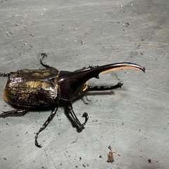 ヘラクレスオオカブト1匹　カブトムシ　クワガタムシ