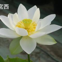 ②発芽済み　花ハス　花蓮　中型種　明鏡　青菱紅蓮　宮西