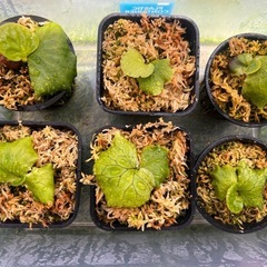  ビカクシダ マダガスカリエンセ P.madagascariense 子株 観葉植物の画像