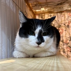 里親さん決まりました　男前な白黒くん