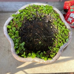 睡蓮鉢