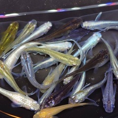 MIXメダカの画像