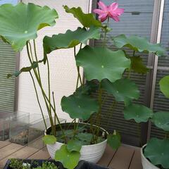③発芽済み　花ハス　花蓮　中型種　明鏡　青菱紅蓮の画像