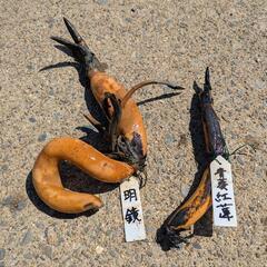 ③発芽済み　花ハス　花蓮　中型種　明鏡　青菱紅蓮の画像