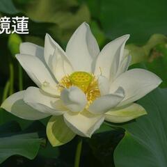 ③発芽済み　花ハス　花蓮　中型種　明鏡　青菱紅蓮の画像