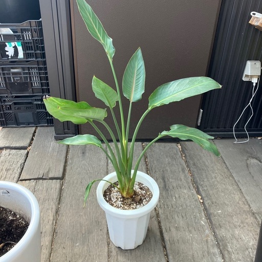 ストレリチア　レギネ　陶器鉢　植え込み発送 ストレリチア レギネ 陶器鉢植え込み