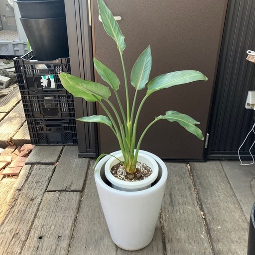 ストレリチア　レギネ　陶器鉢　植え込み発送 ストレリチア レギネ 陶器鉢植え込み