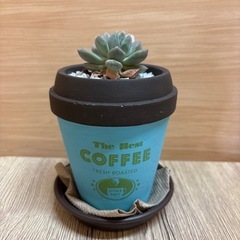 観葉植物(フユビジン)の画像