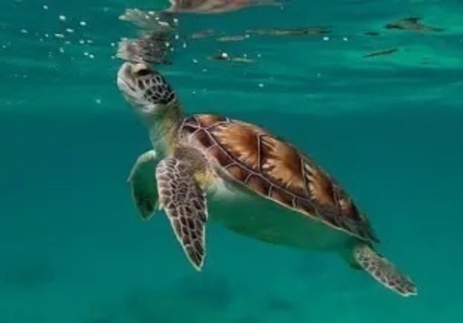 青海亀のオイル1リットル10000円