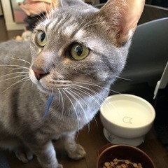 雑種元保護猫オス推定3歳