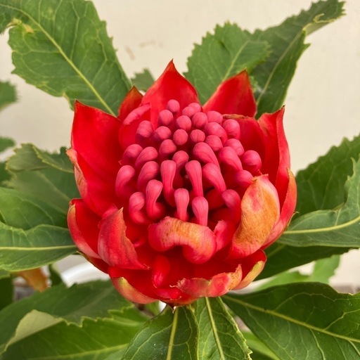 テロペアスペシオシマ花付き